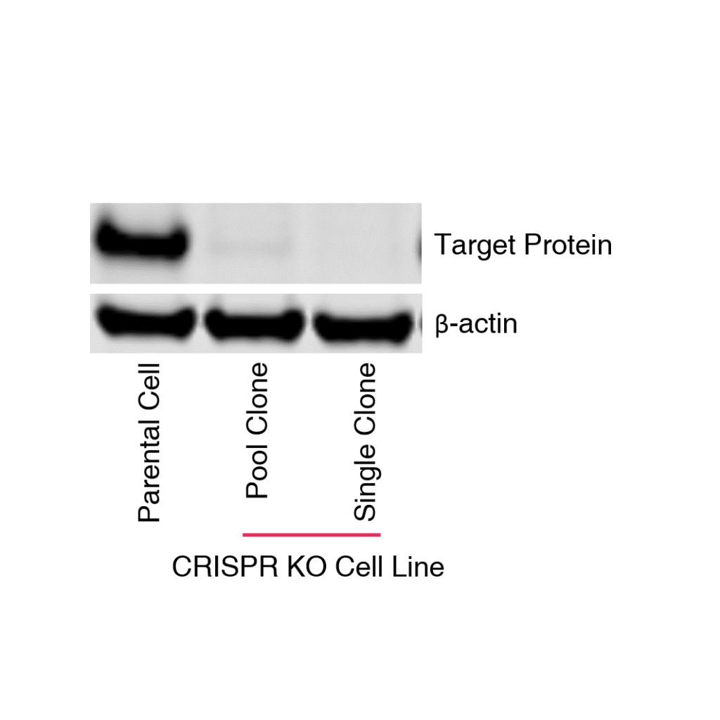 AcresBiosciences: CRISPR knockout experimental data showcasing cell line engineering services.