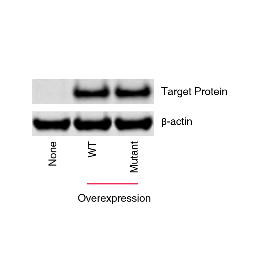 AcresBiosciences: overexpression experimental data showcasing cell line engineering services.