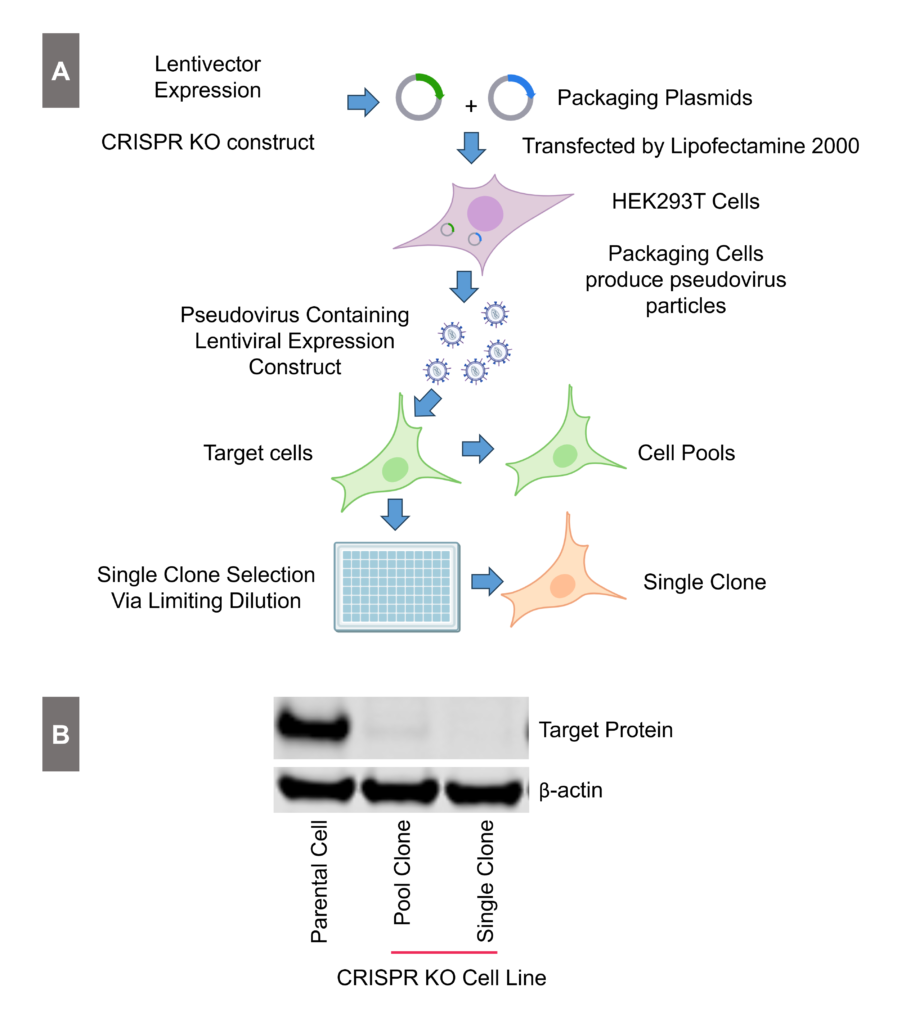 AcresBioSciences' experimental workflow showcasing CRISPR knockout techniques in stable cell line engineering services for robust assay development