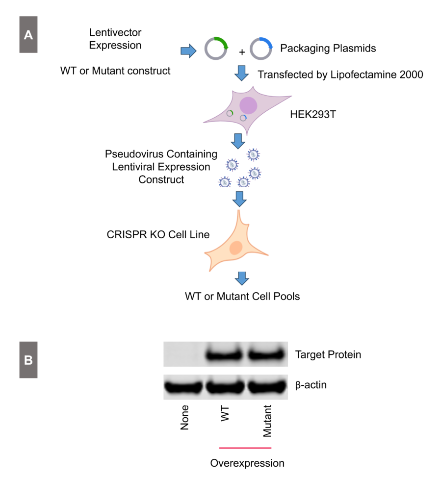 AcresBioSciences' experimental workflow showcasing Overexpression techniques in stable cell line engineering services for robust assay development